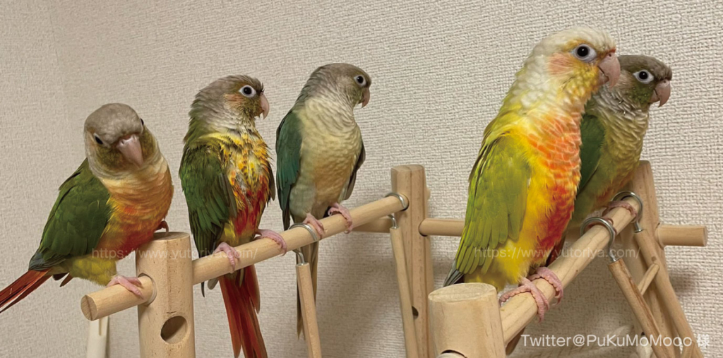 ウロコインコ　にぎころ　寿命　値段　種類