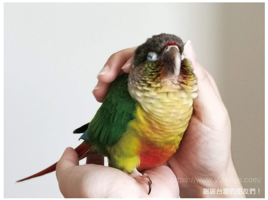 ウロコインコ　にぎころ　寿命　値段　種類