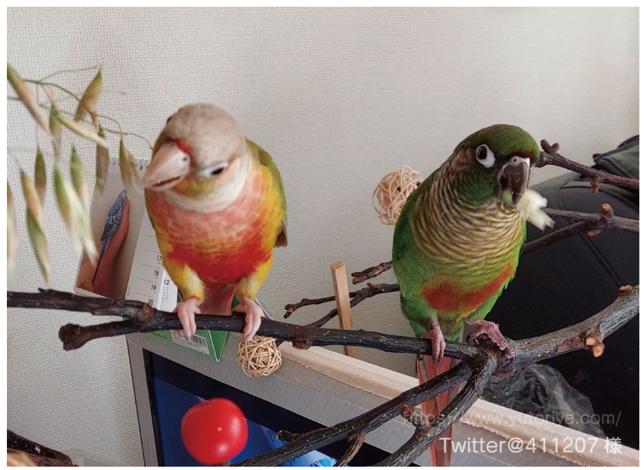 ウロコインコ　にぎころ　寿命　値段　種類