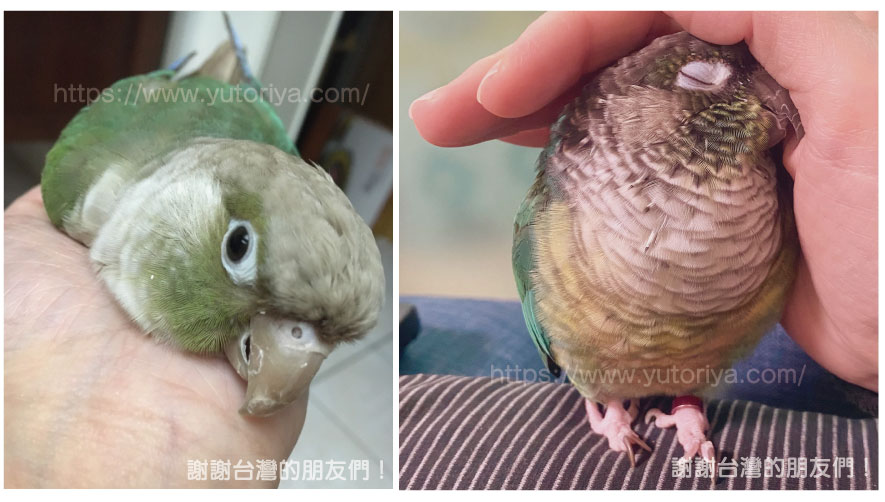 ウロコインコ　にぎころ　寿命　値段　種類