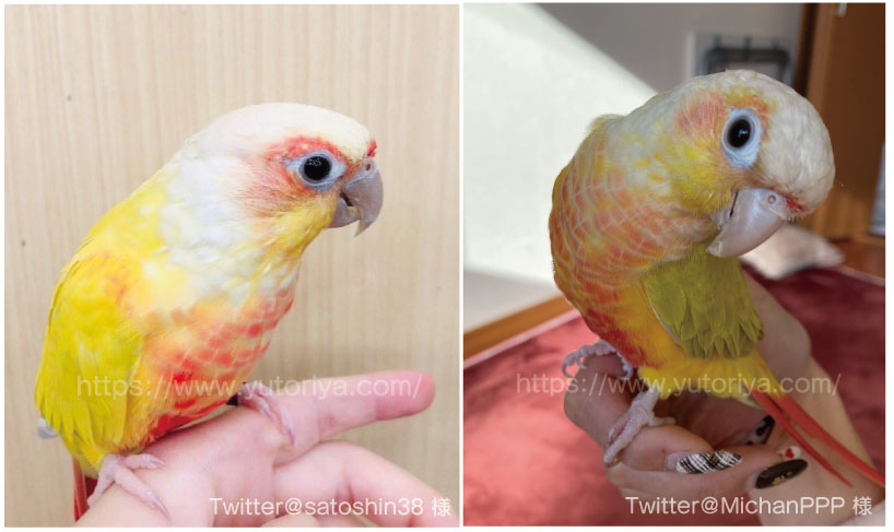 ウロコインコ　にぎころ　寿命　値段　種類