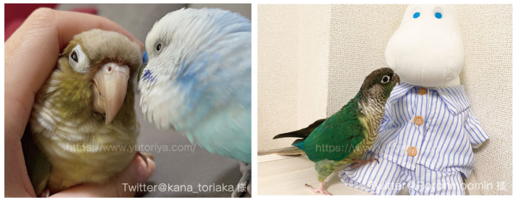 ウロコインコ　にぎころ　寿命　値段　種類