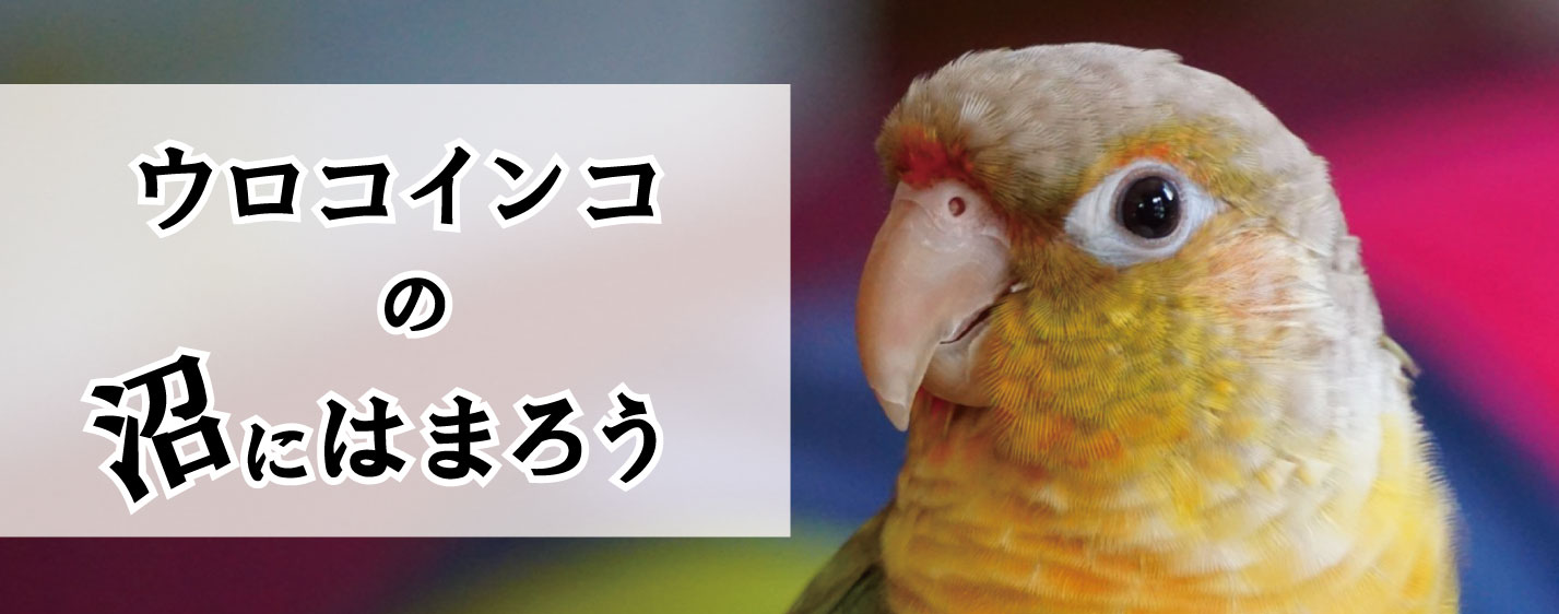 ウロコの魅力たっぷり紹介 ウロコインコの沼にはまろう 鳥のこと ゆとり屋